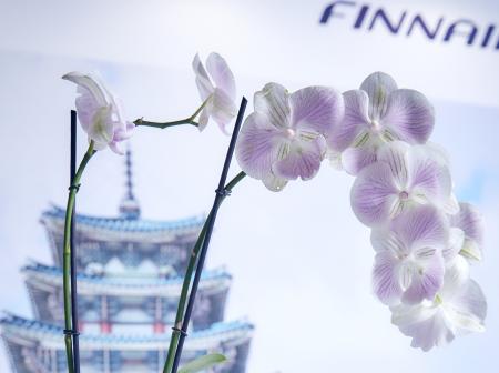 Orchid flower and Finnair's Japan destination advertisement.