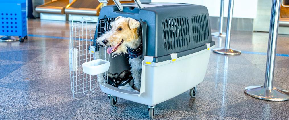 Happy looking dog inside a sky kennel with its head sticking out of open crate door.